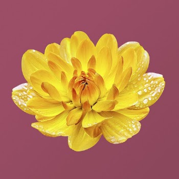 Yellow waterlily dahlia, flower with water | Free Photo - rawpixel