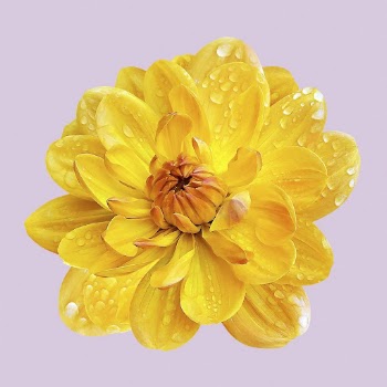 Yellow waterlily dahlia, wet flower | Free PSD - rawpixel
