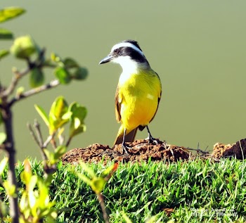 Yellow, White, and Black Bird on Grass