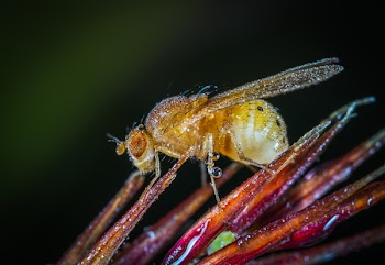 Yellow Winged Insect Close-up Photography
