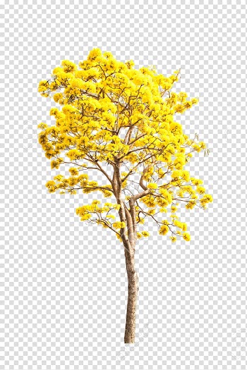Yellow , yellow petaled flowers transparent background PNG clipart