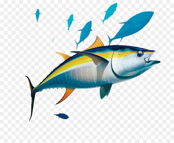 Yellowfin tuna Albacore Illustration - Seabed fish 