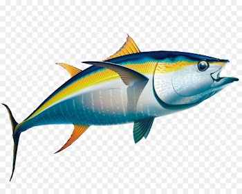 Yellowfin tuna Fishing Albacore - Cute Dolphin 