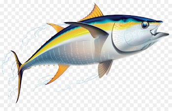 Yellowfin tuna Fishing Friend of the Sea - fish 