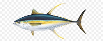 Yellowfin tuna Poke Albacore Fishing - Ahi Tuna PNG Pic 