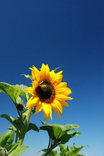 YellowFlowers070407__28_.JPG