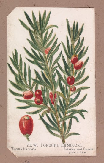 Yew (Ground Hemlock) from the Plants | Free Photo - rawpixel