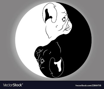  					Yin yang pug vector image														