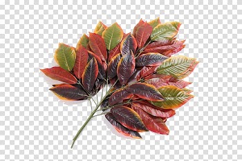 Yiwu Leaf Mango Fruit, Mango leaves transparent background PNG clipart