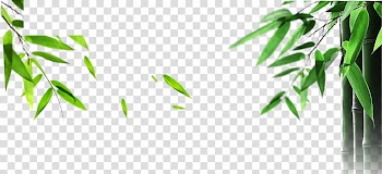 Yixing Bamboo Knitting needle Bambusa oldhamii, Decorative background bamboo floating leaves transparent background PNG clipart