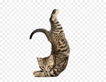 Yoga Cats: The Purrfect Workout Yoga Dogs - Stretching cat 