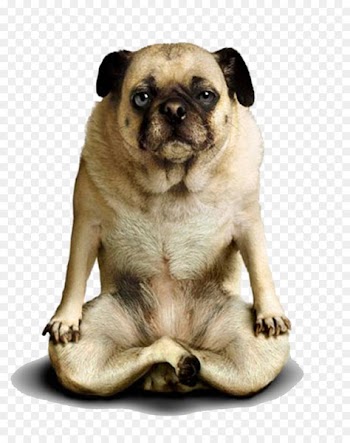 Yoga Dogs Doga Adho mukha u015bvu0101nu0101sana - Yoga Dogs 