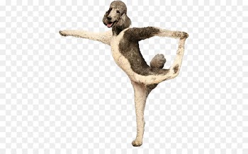 Yoga Dogs Puppy Pembroke Welsh Corgi Doga - puppy 