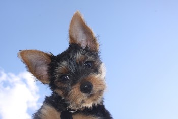 yorkie.jpg
