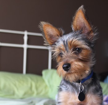 yorkie3.jpg