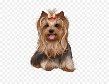 Yorkshire Terrier Biewer Terrier Puppy Cairn Terrier Image - puppy 