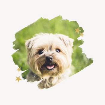 Yorkshire Terrier, brush stroke transition | Free PSD - rawpixel