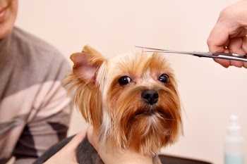 Yorkshire Terrier getting his hair cut at the groomer
