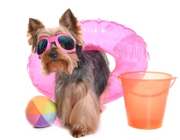 yorkshire terrier in holidays in front of white background