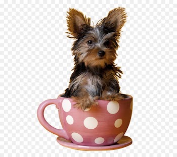 Yorkshire Terrier Miniature Pinscher Maltese dog Puppy Teacup - Cute teacup dogs 