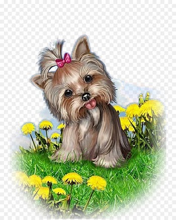 Yorkshire Terrier Morkie Puppy Dog breed Biewer Terrier - puppy 