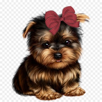 Yorkshire Terrier, Morkie, Yorkipoo, Dog, Mammal PNG