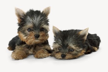 Yorkshire terrier puppies collage element | Free PSD - rawpixel