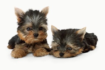 Yorkshire terrier puppies isolated on off white | Free Photo - rawpixel