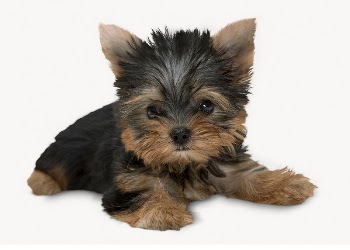 Yorkshire Terrier puppy, pet isolated | Free Photo - rawpixel