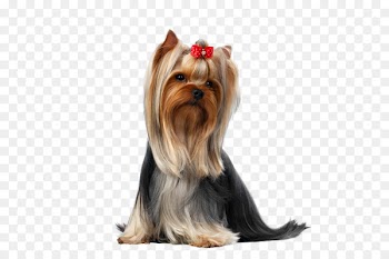 Yorkshire Terrier Puppy Pet Maltese dog - groom 