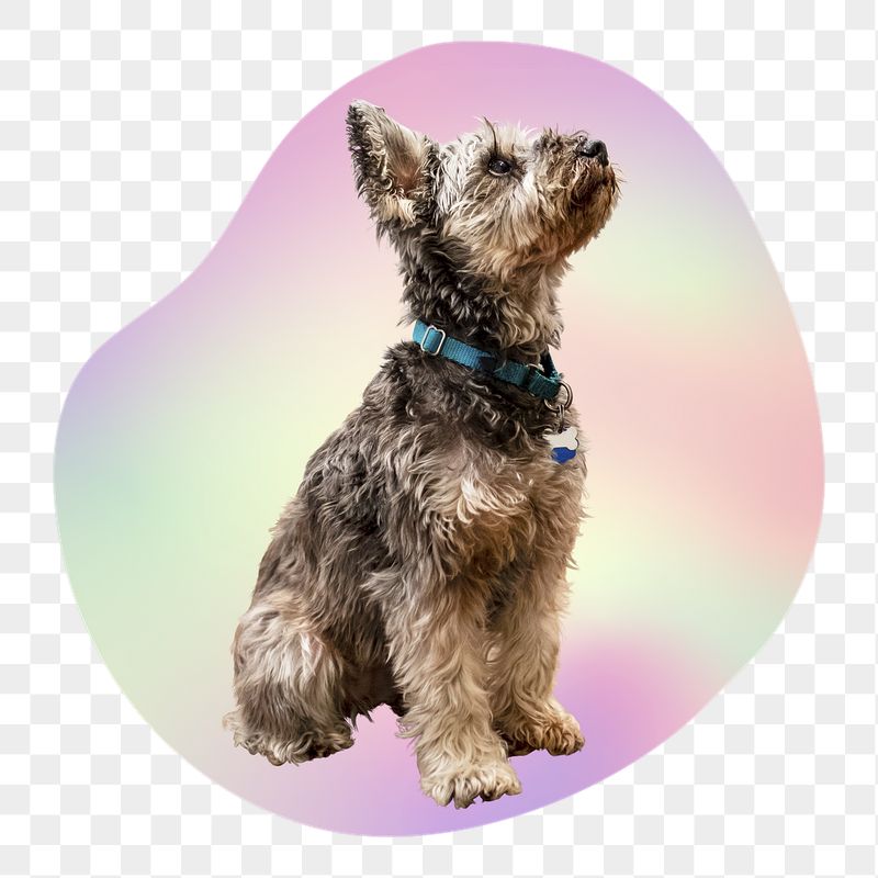Yorkshire terrier puppy png, transparent | Free PNG - rawpixel