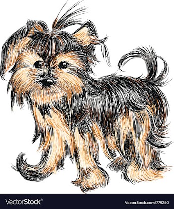 Yorkshire terrier puppy vector image