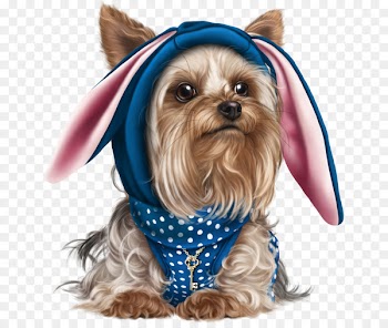Yorkshire Terrier Yorkipoo Scottish Terrier West Highland White Terrier Cairn Terrier - puppy 