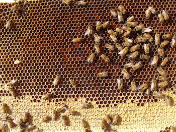 you_can_see_the_honey.JPG