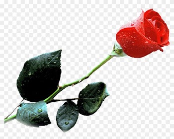 You Now Have What Remains The Most Honorable Title - Single Red Rose Gif