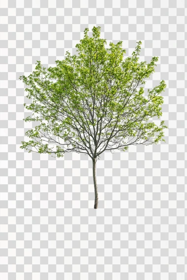 young 1-year elm tree. direct front view. white background