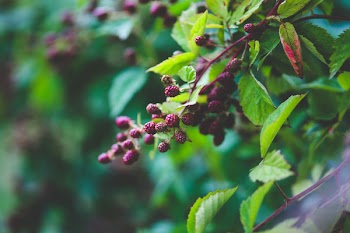 Young blackberries