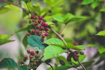 Young blackberries II
