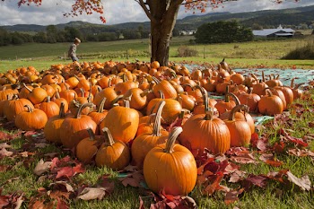 Young boy walks through a field with pumpkins on display in a countryside setting. Horizontal shot.