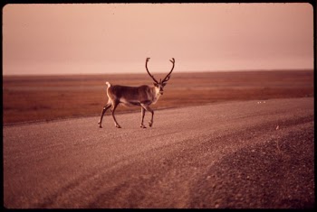 Young Bull Caribou Crosses Gravel | Free Photo - rawpixel