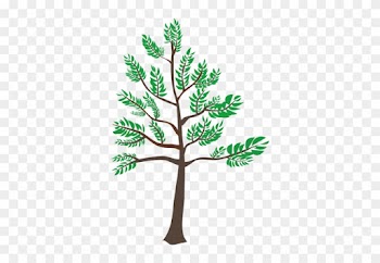 Young Cedar Tree Illustration Public Domain Vectors - Young Tree Clipart