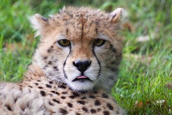          Young Cheetah Free Photo     
