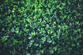 Young clover