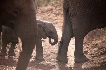 Young elephant in South Africa.