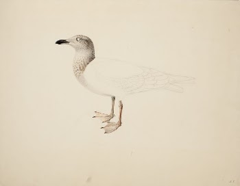 Young european herring gull ; | Free Photo - rawpixel