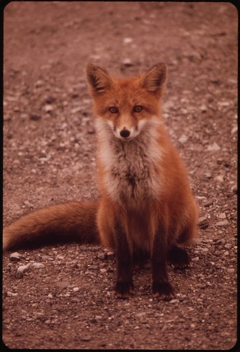 Young Female Fox near Galbraith | Free Photo - rawpixel