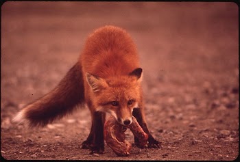 Young Female Fox near Galbraith | Free Photo - rawpixel