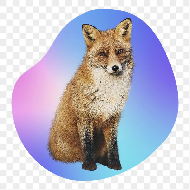 Young fox png, transparent background | Free PNG - rawpixel