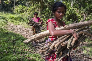 Young girl collecting wood. Sauraha, | Free Photo - rawpixel