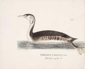 Young great crested grebe, 1828 | Free Photo - rawpixel